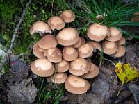 Pilzgruppe umgeben von Blättern